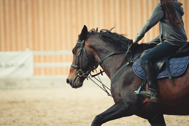 Equestrian Riding a Horse